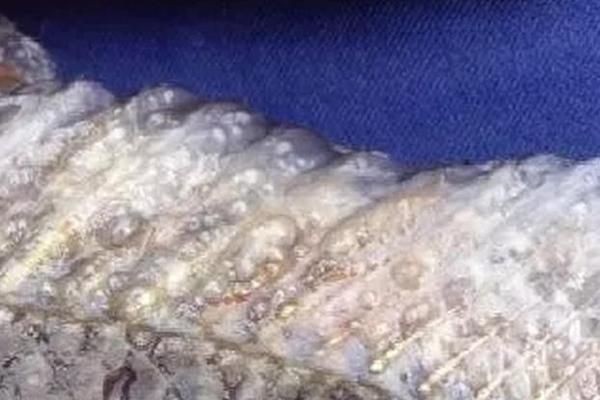 虎魚身上有小水泡咋回事：虎魚身上有小水泡咋回事虎魚身上有小水泡咋回事 虎魚身上有小水泡咋回事：虎魚身上有小水泡咋回事虎魚身上有小水泡咋回事 虎魚百科 第2張