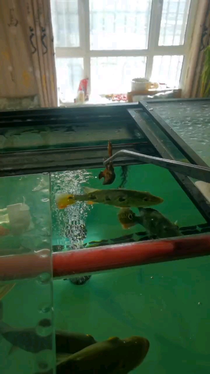 我的虎魚(yú)真菌感染了要怎么處理 那還不就是為了開(kāi)心嗎 龍魚(yú)論壇 那還不就是為了開(kāi)心嗎 那還不就是為了開(kāi)心嗎 龍魚(yú)論壇