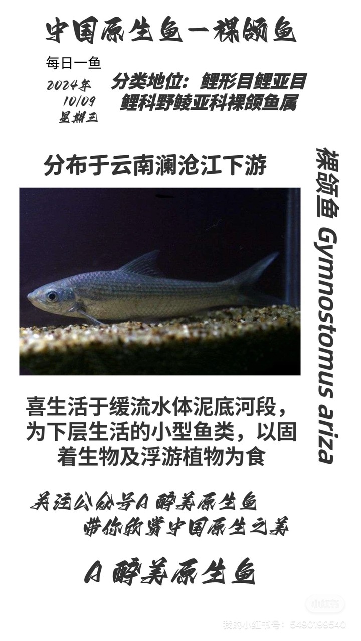 裸頜魚