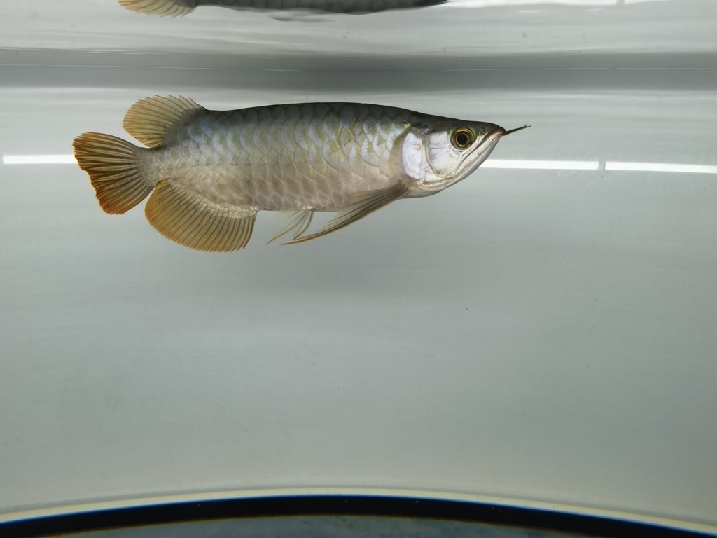發色問題 發色問題 龍魚論壇 第1張