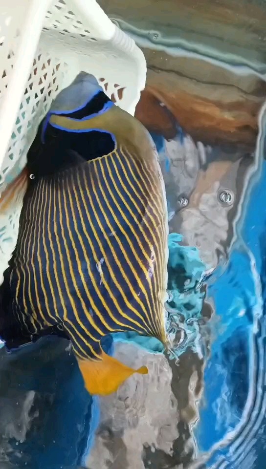 皇后仙 皇后仙 龍魚論壇