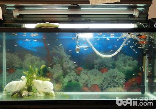魚缸里魚的糞便要清理嗎(魚缸里魚的糞便怎么處理最好)