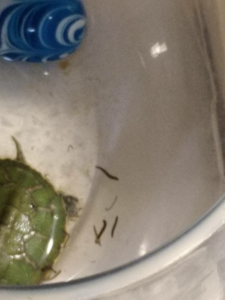 魚缸里魚的糞便要清理嗎(魚缸里魚的糞便怎么處理最好)