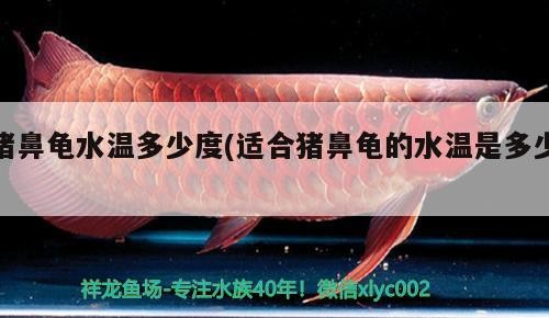 豬鼻龜水溫多少度(適合豬鼻龜的水溫是多少)