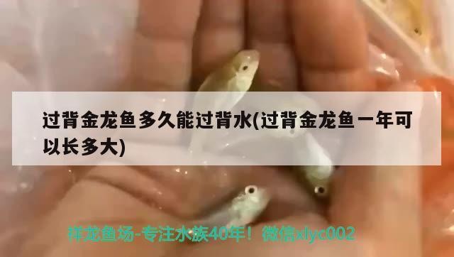 過背金龍魚多久能過背水(過背金龍魚一年可以長多大) 過背金龍魚多久能過背水(過背金龍魚一年可以長多大) 金龍魚百科