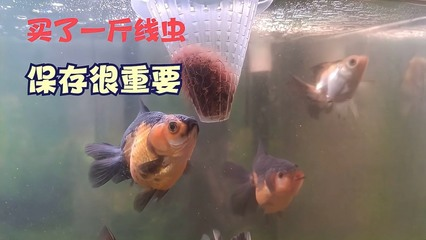 堿性水養(yǎng)魚還是酸性養(yǎng)魚：堿性水養(yǎng)魚還是酸性養(yǎng)魚好