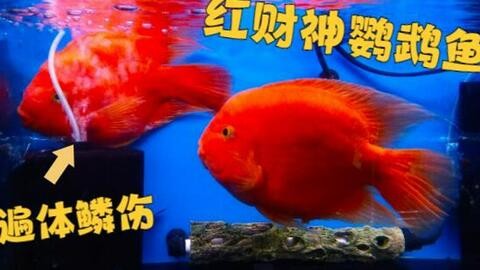 堿性礦泉水十大排行：堿性礦泉水十大排行 堿水