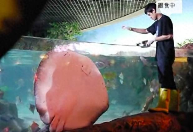 魟魚怎么喂食視頻：魟魚怎么喂食視頻[需手動填充][需手動填充]魚怎么喂食視頻,喂食注意事項 魟魚怎么喂食視頻：魟魚怎么喂食視頻[需手動填充][需手動填充]魚怎么喂食視頻,喂食注意事項 魟魚百科 第1張