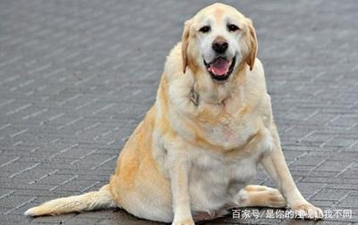 撿來的小魚缸可以用嗎：撿來的小魚缸可以用嗎視頻