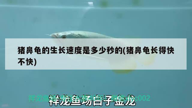 魚缸用增氧泵價格是多少:魚缸增氧機-xtrac增氧機-xtrac增氧機 豬鼻龜的生長速度是多少秒的(豬鼻龜長得快不快) 豬鼻龜百科 豬鼻龜的生長速度是多少秒的(豬鼻龜長得快不快) 豬鼻龜的生長速度是多少秒的(豬鼻龜長得快不快) 豬鼻龜百科