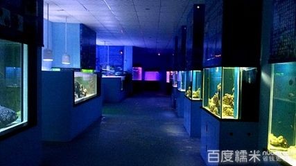 陽江水族館vs祥龍魚場（陽江水族館與祥龍魚場的區別）
