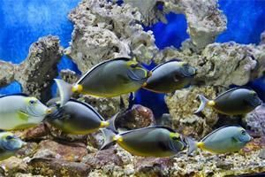 陽江水族館vs祥龍魚場（陽江水族館與祥龍魚場的區別）
