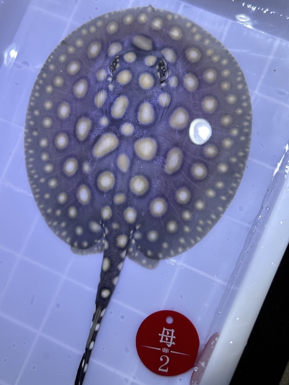 兩個月的魚。
