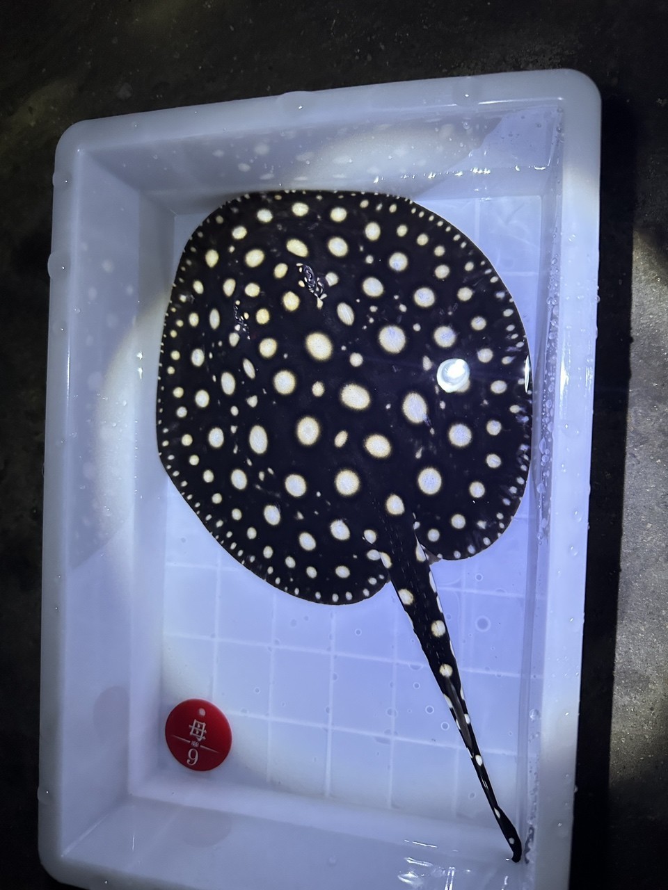 兩個月的魚。