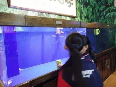 寧波龍魚vs祥龍魚場（寧波龍魚與祥龍魚場有什么區別？）