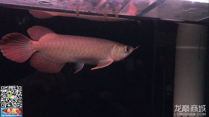 白紋黑帝魟魚怎樣挑選：如何挑選白紋黑帝魟魚