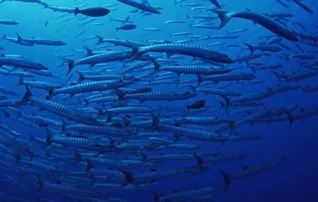 甲魚養殖成本和利潤：甲魚養殖成本和利潤多少