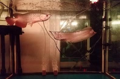 甲魚死的為什么不能碰：甲魚死的為什么不能碰水 甲魚死的為什么不能碰：甲魚死的為什么不能碰水 龍魚百科 第2張