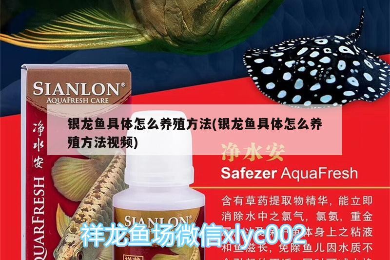 銀龍魚(yú)具體怎么養(yǎng)殖方法(銀龍魚(yú)具體怎么養(yǎng)殖方法視頻)