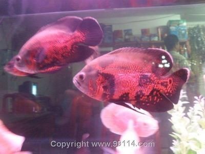 甲魚(yú)苗多少錢(qián)一只在哪兒買(mǎi)：甲魚(yú)苗多少錢(qián)一只在哪兒買(mǎi)呢