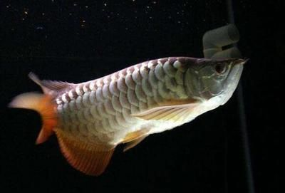 過背金龍魚什么時候發色最好看呢：過背金龍魚何時發色最好看