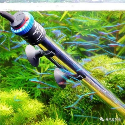 魟魚溫度多少合適冬眠:保持魟魚的健康和活力,魟魚溫度多少合適冬眠 魟魚百科 第2張 魟魚溫度多少合適冬眠:保持魟魚的健康和活力,魟魚溫度多少合適冬眠 魟魚溫度多少合適冬眠:保持魟魚的健康和活力,魟魚溫度多少合適冬眠 魟魚百科 第2張