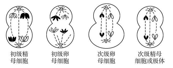甲木生在辰月算旺嗎：甲木生在辰月好不好