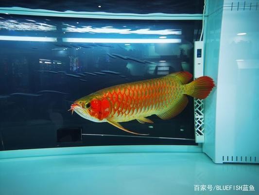甲木見辰為頂級富貴：甲木見辰為頂級富貴的案例