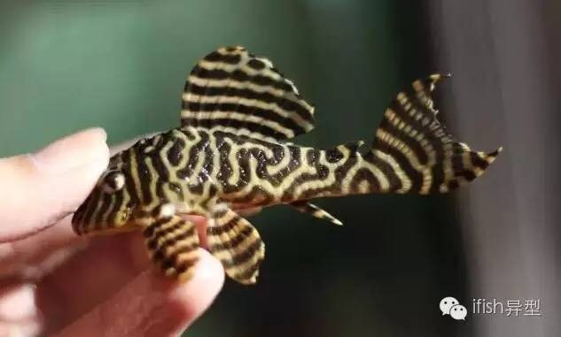 甲辰五行屬什么：甲辰日五行屬什么 甲辰五行屬什么：甲辰日五行屬什么 龍魚百科 第2張