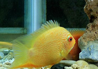甲辰為什么是青龍得位:甲辰是青龍嗎? 龍魚百科 第3張 甲辰為什么是青龍得位:甲辰是青龍嗎? 甲辰為什么是青龍得位:甲辰是青龍嗎? 龍魚百科 第3張