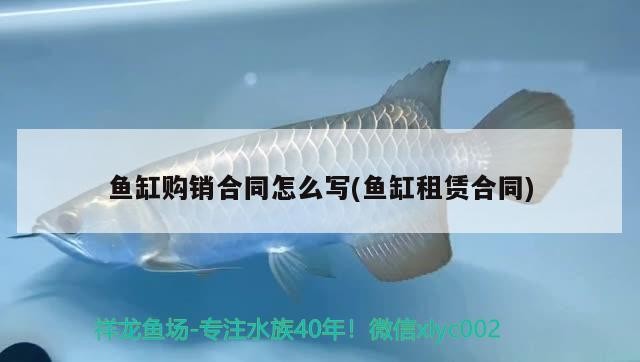 魚缸過濾器選購指南:自制魚缸過濾器魚缸上置過濾器對于養魚愛好者的必備知識 魚缸購銷合同怎么寫(魚缸租賃合同) 金龍魚百科 魚缸購銷合同怎么寫(魚缸租賃合同) 魚缸購銷合同怎么寫(魚缸租賃合同) 金龍魚百科