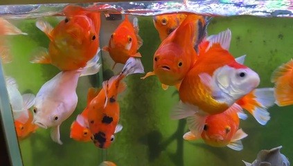 甲辰日柱女命幾個丈夫:甲辰日柱女命幾個丈夫好 龍魚百科 第2張 甲辰日柱女命幾個丈夫:甲辰日柱女命幾個丈夫好 甲辰日柱女命幾個丈夫:甲辰日柱女命幾個丈夫好 龍魚百科 第2張