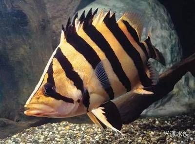 印尼虎魚(yú)挑選什么品種好：印尼虎魚(yú)挑選什么品種好，