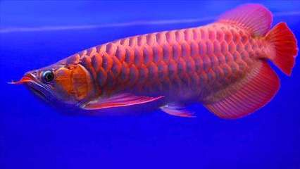 甲辰日柱哪月出生最好：甲辰遇什么必定大富大貴 甲辰日柱哪月出生最好：甲辰遇什么必定大富大貴 龍魚百科 第1張