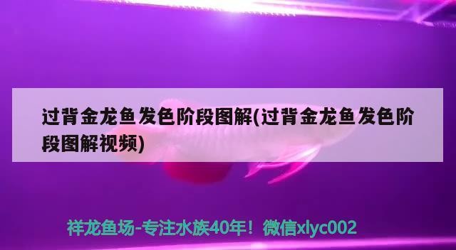 過背金龍魚發色階段圖解(過背金龍魚發色階段圖解視頻) 過背金龍魚發色階段圖解(過背金龍魚發色階段圖解視頻) 金龍魚百科 第2張