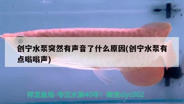 創寧水泵突然有聲音了什么原因(創寧水泵有點嗡嗡聲)