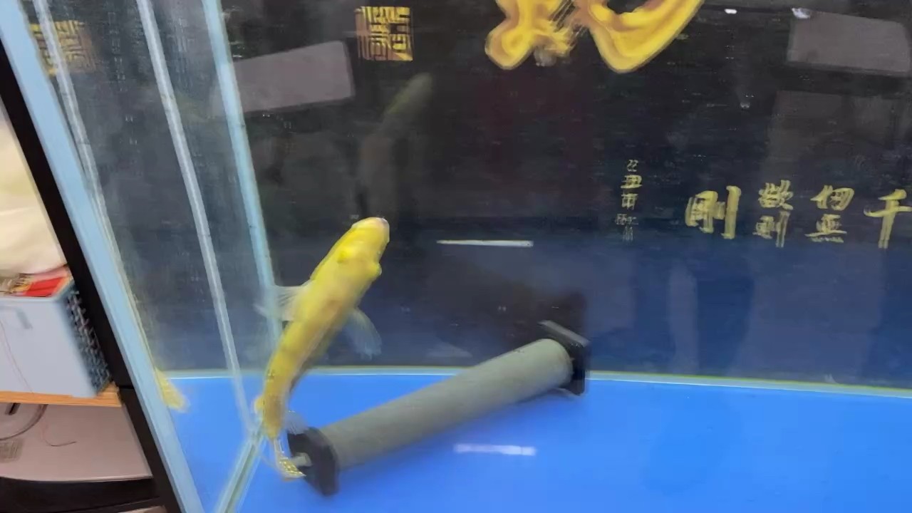 一早起來(lái)，最后一條魚(yú)，巴西亞轉(zhuǎn)圈圈了 一早起來(lái)，最后一條魚(yú)，巴西亞轉(zhuǎn)圈圈了 龍魚(yú)論壇