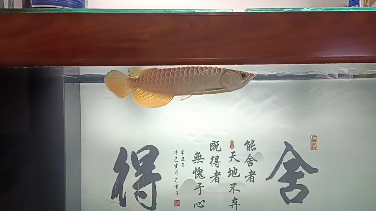 小金龍到家38天