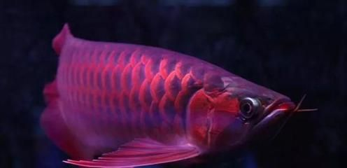 日本紅龍魚玩家：日本紅龍魚玩家的專業養護技巧