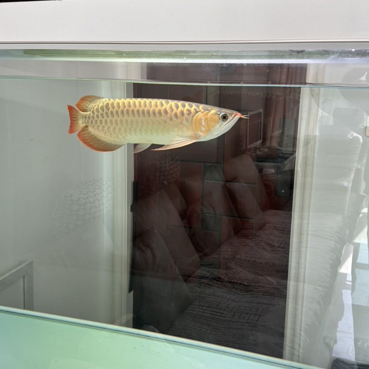 白底透缸養紅龍魚大家看看有什么問題