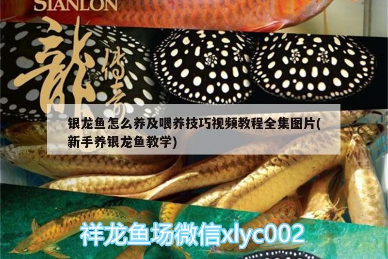 銀龍魚怎么養及喂養技巧視頻教程全集圖片(新手養銀龍魚教學) 銀龍魚怎么養及喂養技巧視頻教程全集圖片(新手養銀龍魚教學) 銀龍魚百科