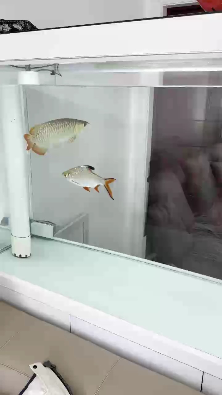白底透缸養(yǎng)龍魚！