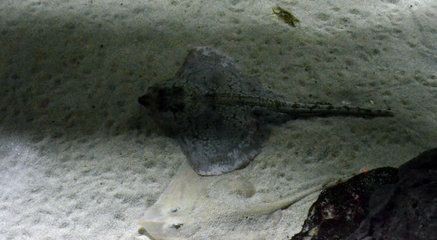 魟魚腹部黑斑：\"魟魚腹部黑斑\"