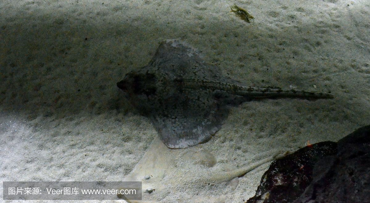 魟魚腹部黑斑：\"魟魚腹部黑斑\"