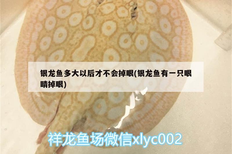 銀龍魚多大以后才不會(huì)掉眼(銀龍魚有一只眼睛掉眼)