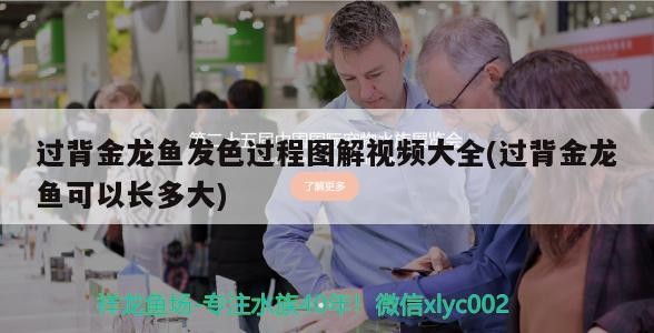 過背金龍魚發(fā)色過程圖解視頻大全(過背金龍魚可以長多大) 過背金龍魚發(fā)色過程圖解視頻大全(過背金龍魚可以長多大) 金龍魚百科