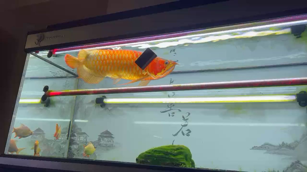 鄭州市金水區博海水族陳砦花卉鄭汴路店
