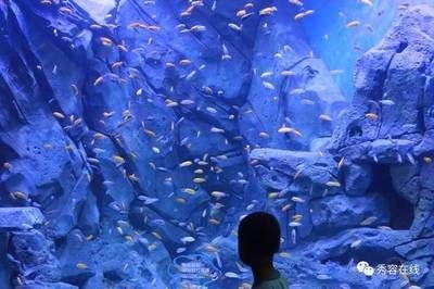 忻州水族館vs祥龍魚場（忻州水族館與祥龍魚場各有側重）