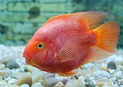 家中養(yǎng)龜風(fēng)水：家中養(yǎng)龜風(fēng)水好不好