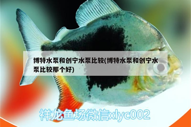 博特水泵和創寧水泵比較(博特水泵和創寧水泵比較那個好)